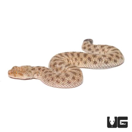 Baby Saharan Sand Viper For Sale - Underground Reptiles