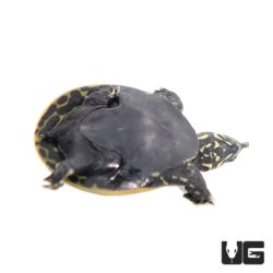 Baby Florida Softshell Turtles For Sale - Underground Reptiles