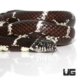 Chain Kingsnakes For Sale - Underground Reptiles