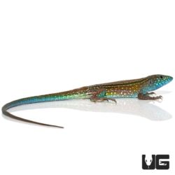 Rainbow Whiptail Lizard For Sale - Underground Reptiles