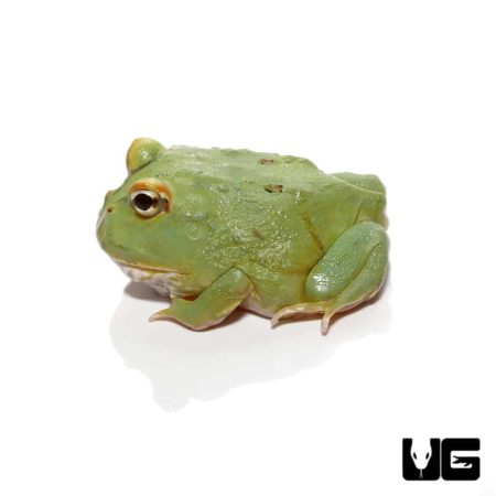 Super Matcha Pacman Frogs for sale - Underground Reptiles