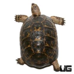 Lebanese Greek Tortoise For Sale - Underground Reptiles