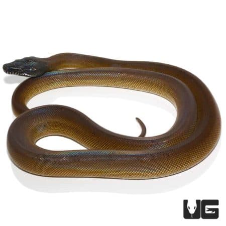 D'Alberts White Lipped Python For Sale - Underground Reptiles