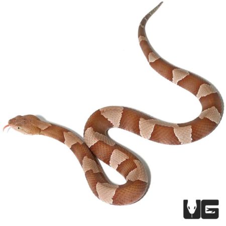Trans-pecos And Broad Banded Copperhead Snakes For Sale - Underground Reptiles