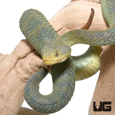 Patternless Green Squamigera Bush Viper For Sale - Underground Reptiles