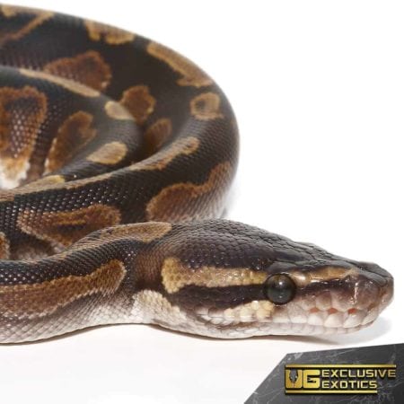 Baby GHI Yellowbelly Ball Pythons For Sale - Underground Reptiles