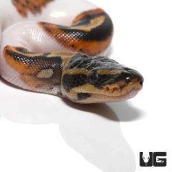 Baby Pied Ball Python for sale - Underground Reptiles