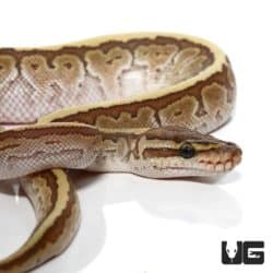 Baby Lesser Pinstripe Ball Python For Sale - Underground Reptiles