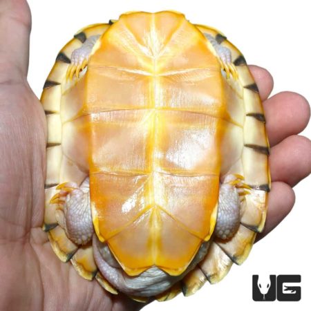 Caramel Pink Albino Red Ear Slider Turtles For Sale - Underground Reptiles