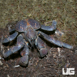 Coconut Crab For Sale - Underground Reptiles