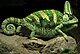 Yemen Chameleon (cropped).jpg