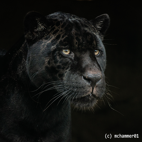 jaguar-readme