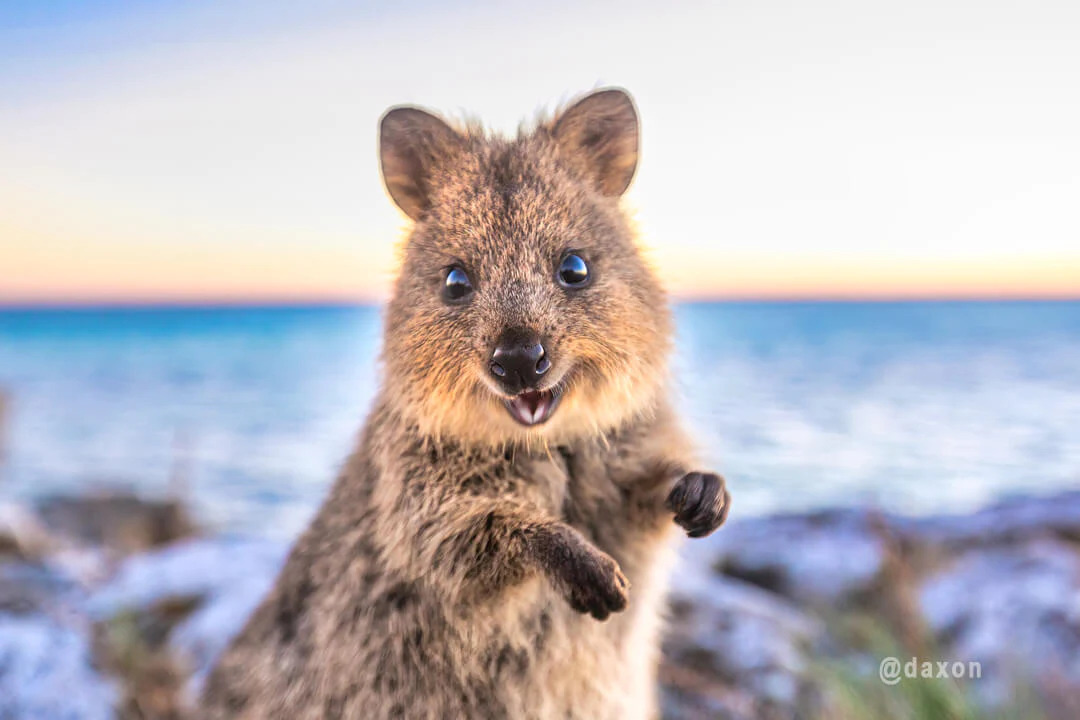 quokkahub-smile-daxon