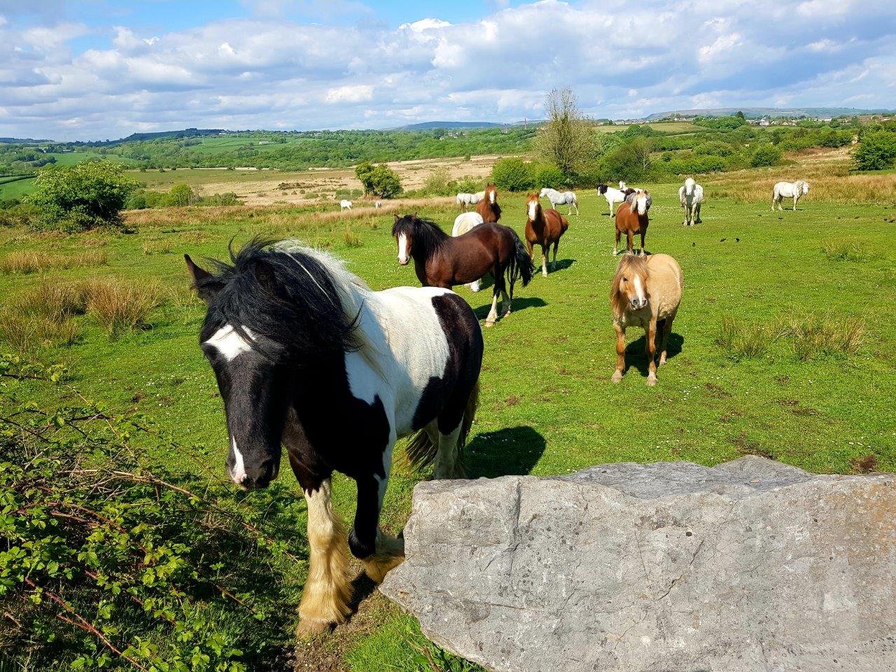 Horses on Llantrisant Common VL