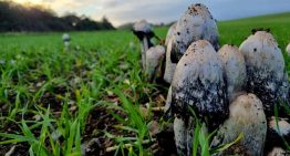Autumn Fungi: Look But Don’t Touch