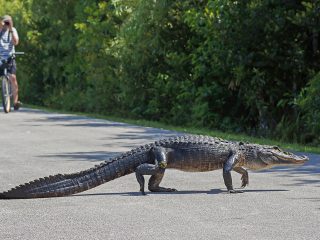 Национальный парк Everglades