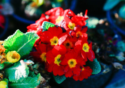 Viveros Arlequin flor roja