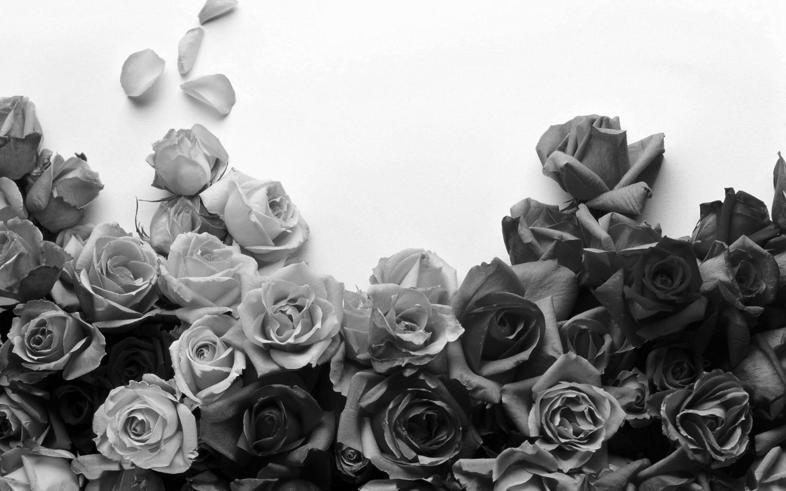 Featured image of post Aesthetic Wallpaper Black And White Rose