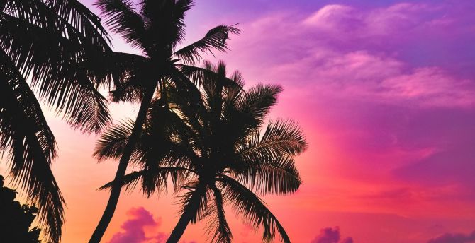 Sunset Pink Background Beach Wallpaper
