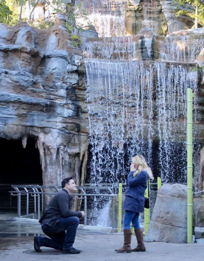 Proposal at the San Diego Zoo waterfall