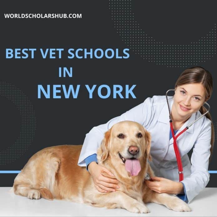 Najbolje_veterinarske_škole_u_New_Yorku