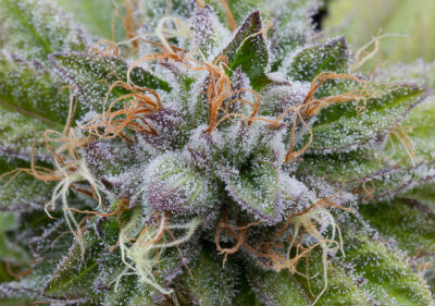 The Best Feminized Cannabis Seeds - Bubba Kush Feminized Seeds