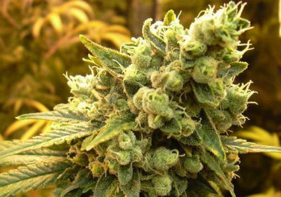 The Best Feminized Cannabis Seeds - Sour Diesel Feminized Cannabis Seeds