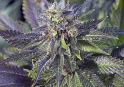The Best Feminized Cannabis Seeds - Blueberry Widow Feminized Cannabis Seeds