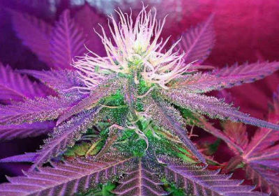 The Best Feminized Cannabis Seeds - White Widow Feminized Cannabis Seeds