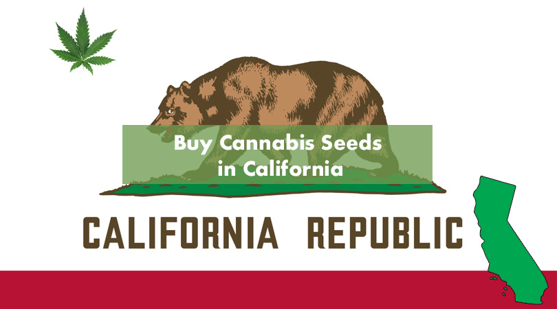 Buy Cannabis Seeds in California Cover Photo