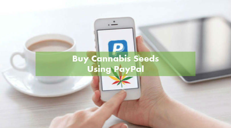 Buying Marijuana Seeds with PayPal
