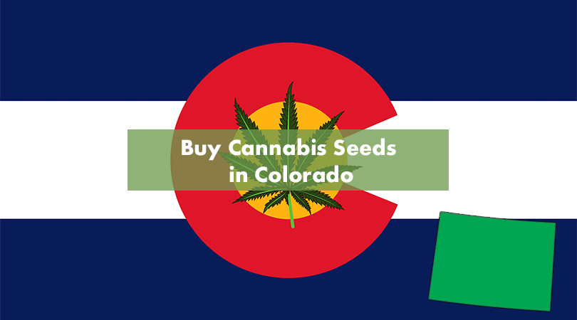 Buying Cannabis Seeds in Colorado Cover Photo