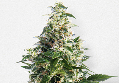 Cheee Cannabis Cup High Times Winner Seeds
