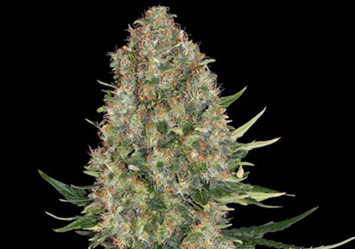 Skunk #1 High Times Cannabis Cup Winner Seeds