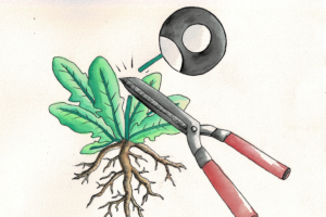 Illustration: A pair of garden clippers clips a google-style avatar off of a plant
