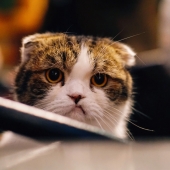 Popular Q&A app Curious Cat loses domain, posts bizarre tweets Image