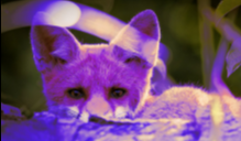 Purple Fox malware distributed via malicious Telegram installers