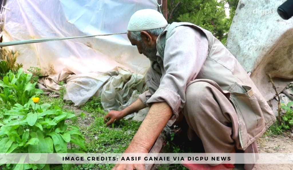Floriculturist Ali Mohd Bhat – An Inspiration For Unemployed Youth In J&K - Digpu News Network