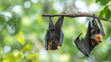 The research team locates 24 bat coronaviruses in southwestern China