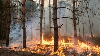 Turkey Wildfires Forest Fires continue to set Turkey ablaze
