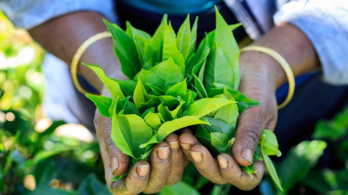 Looming food crisis shatters Sri Lanka’s 100% organic dream