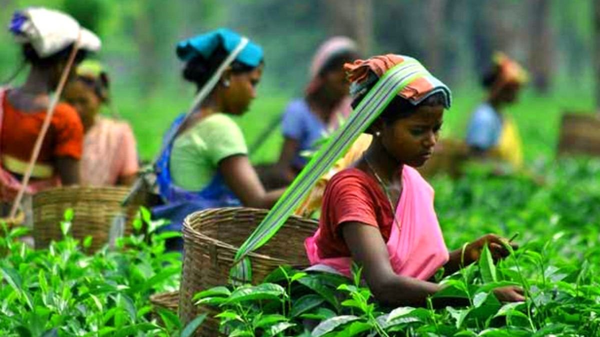 A cup of cheers is now a source of miseries for the Indian tea industry