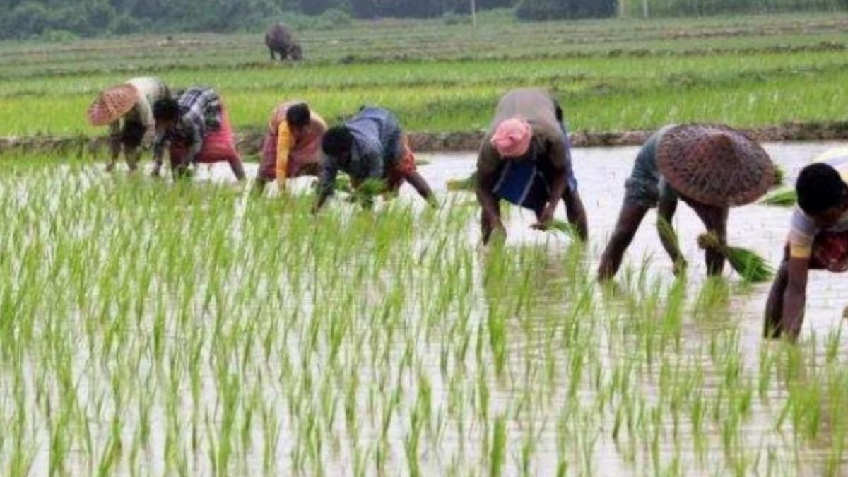 Efforts progress towards making Kerala agri-sector carbon-neutral