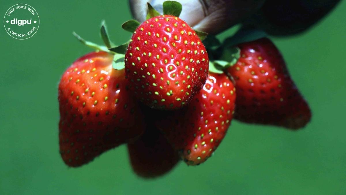 Kashmir’s strawberry producers in a bind due to heatwave
