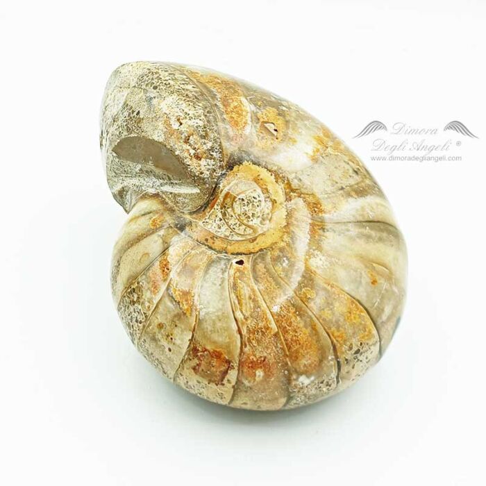 Ammonite pietra fossile organica 2545