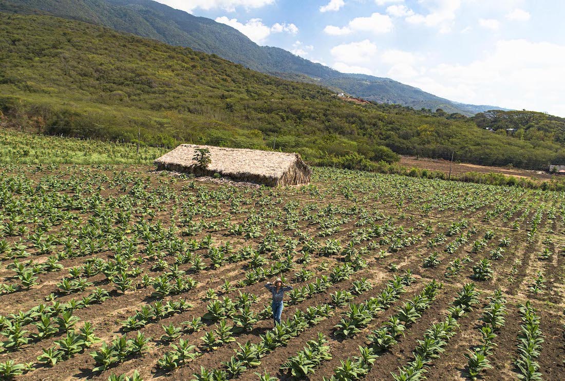A woman standing at a tobacco plantation in the Dominican Republic.