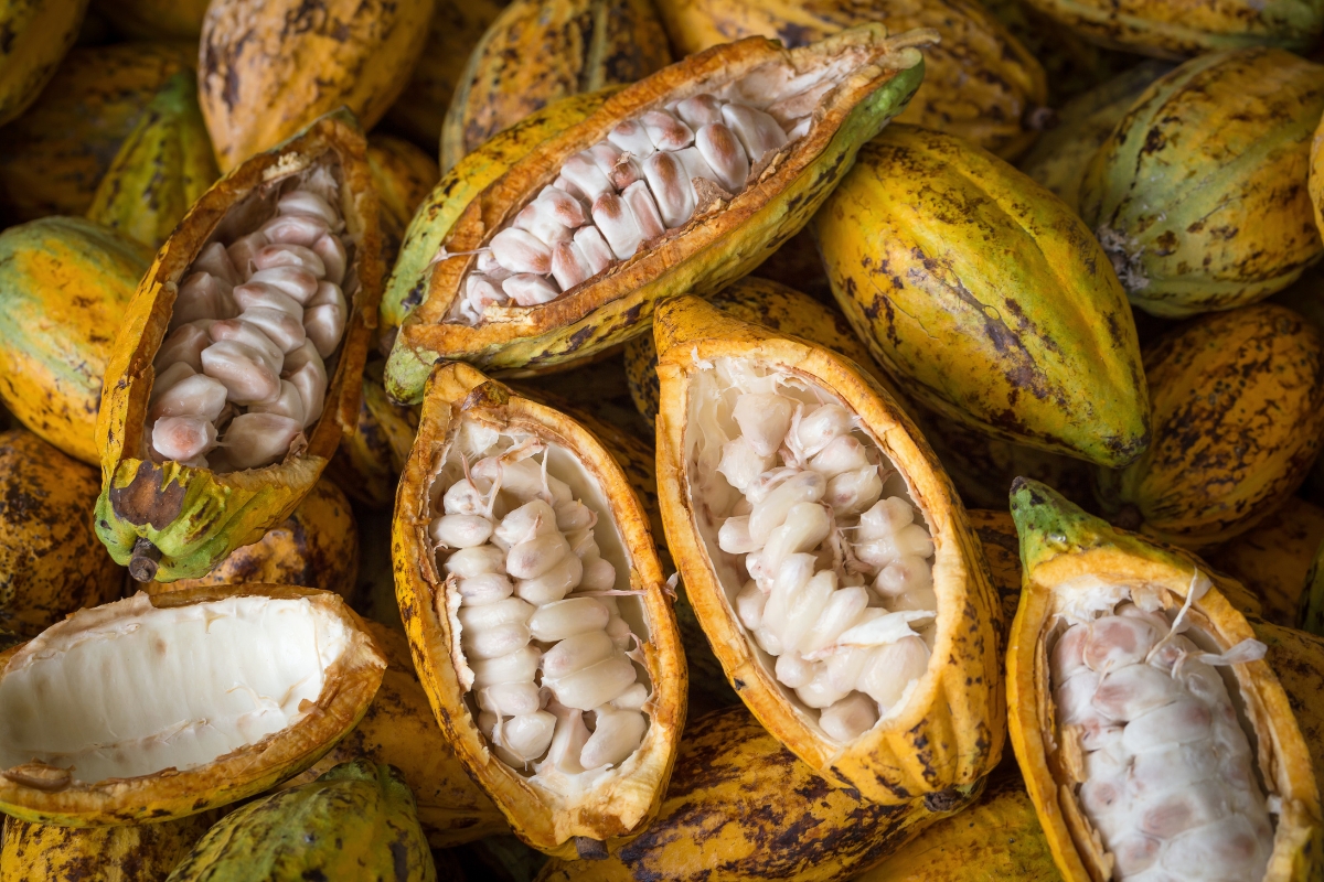 Whole and open ripe cacao