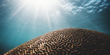 在水体下的棕色珊瑚与阳光条纹在特写摄影中