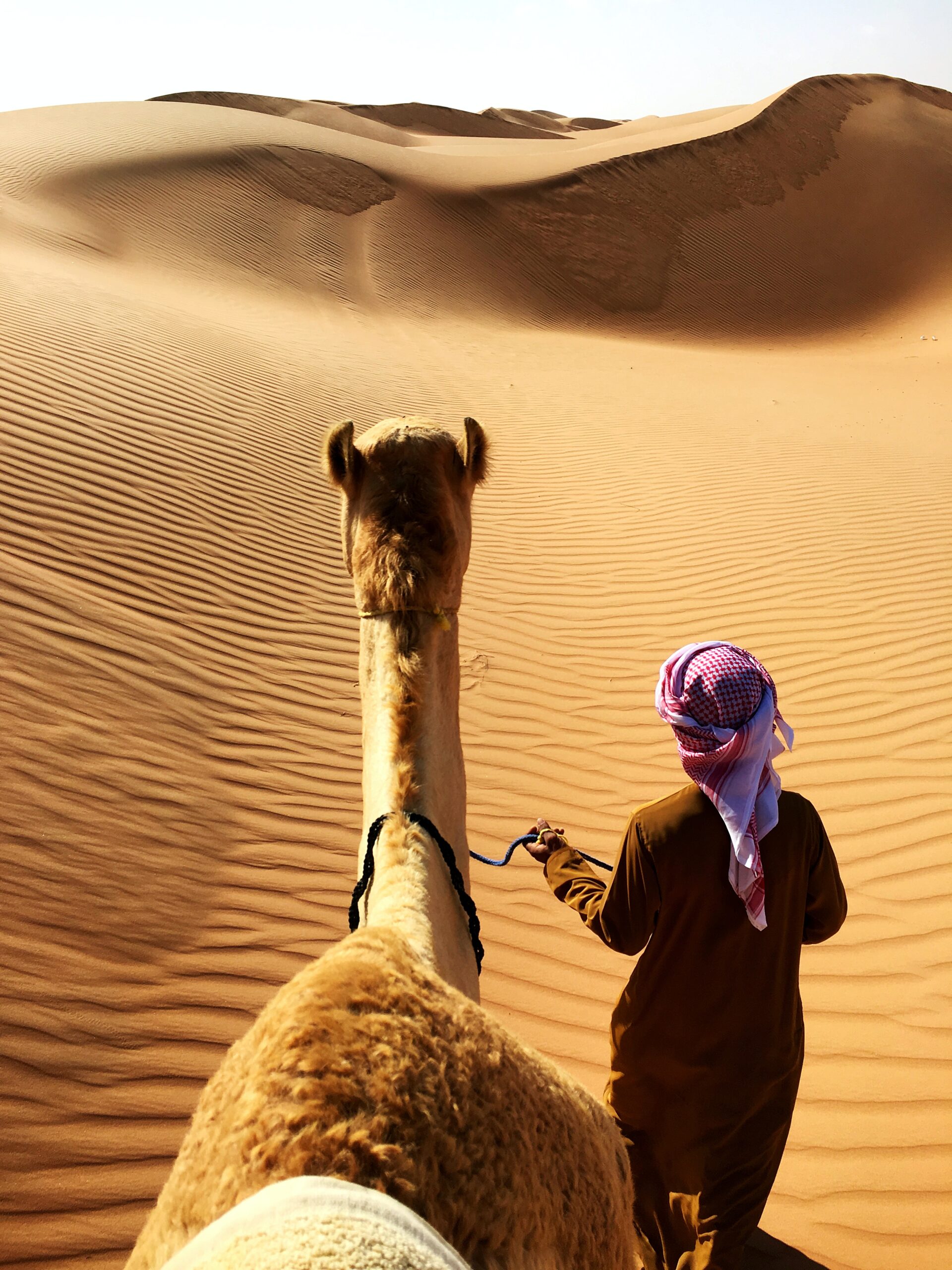 Aerogel de camello