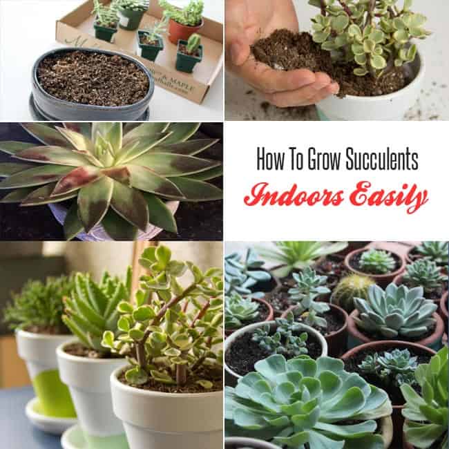 When to plant succulents indoors